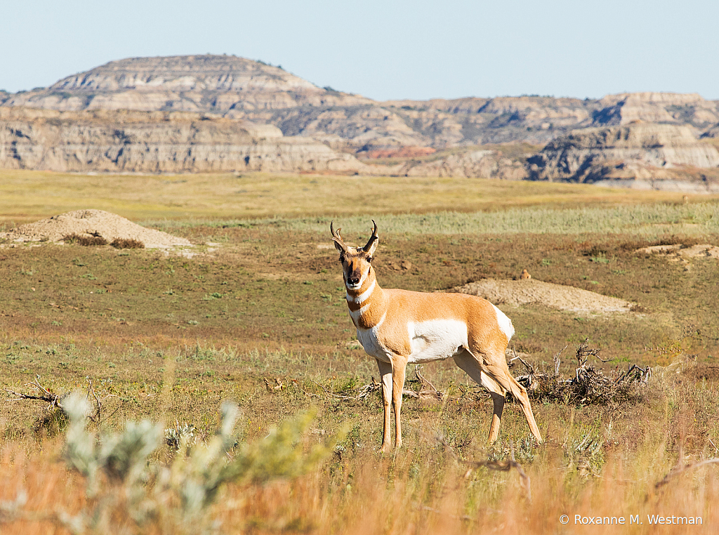 Antelope Western North Dakota - ID: 15748472 © Roxanne M. Westman