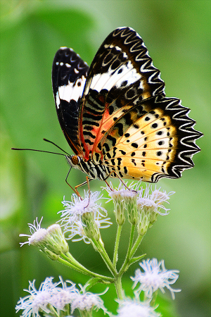 Colourfull Butterfly