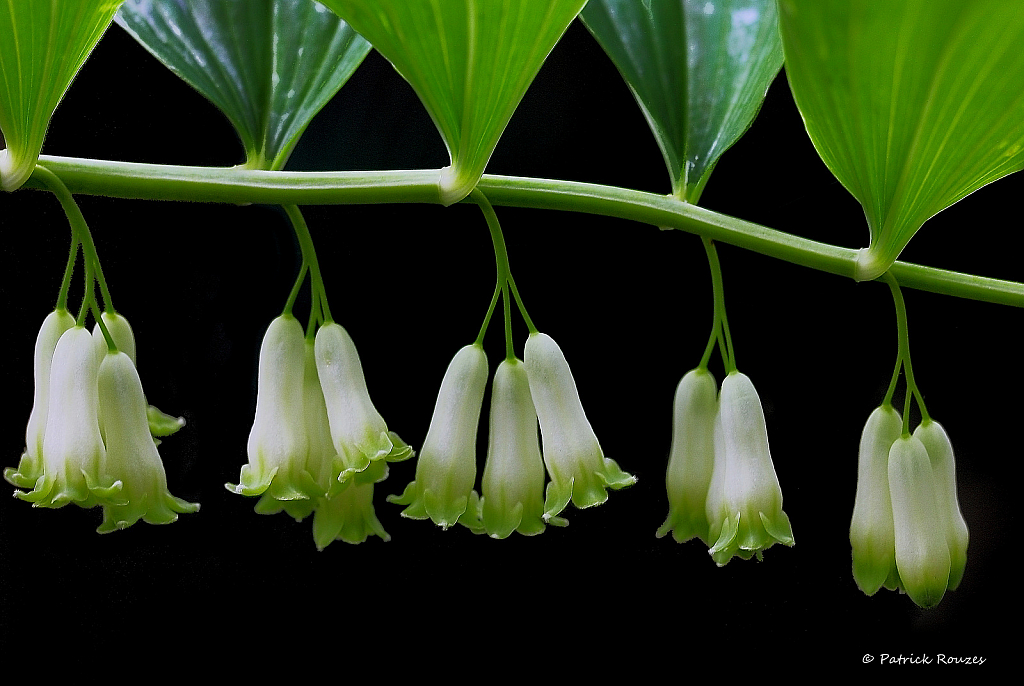 Hanging Bells