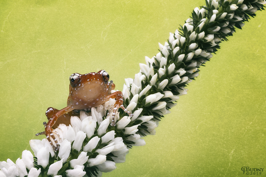 Cinnamon - ID: 15748742 © Chris Budny