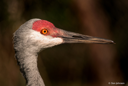 BZ Sandhill Crane 9-22-19 o54