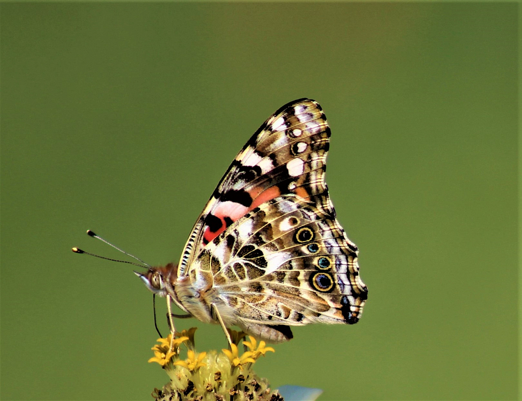 Painted Lady Butterfly on flower
