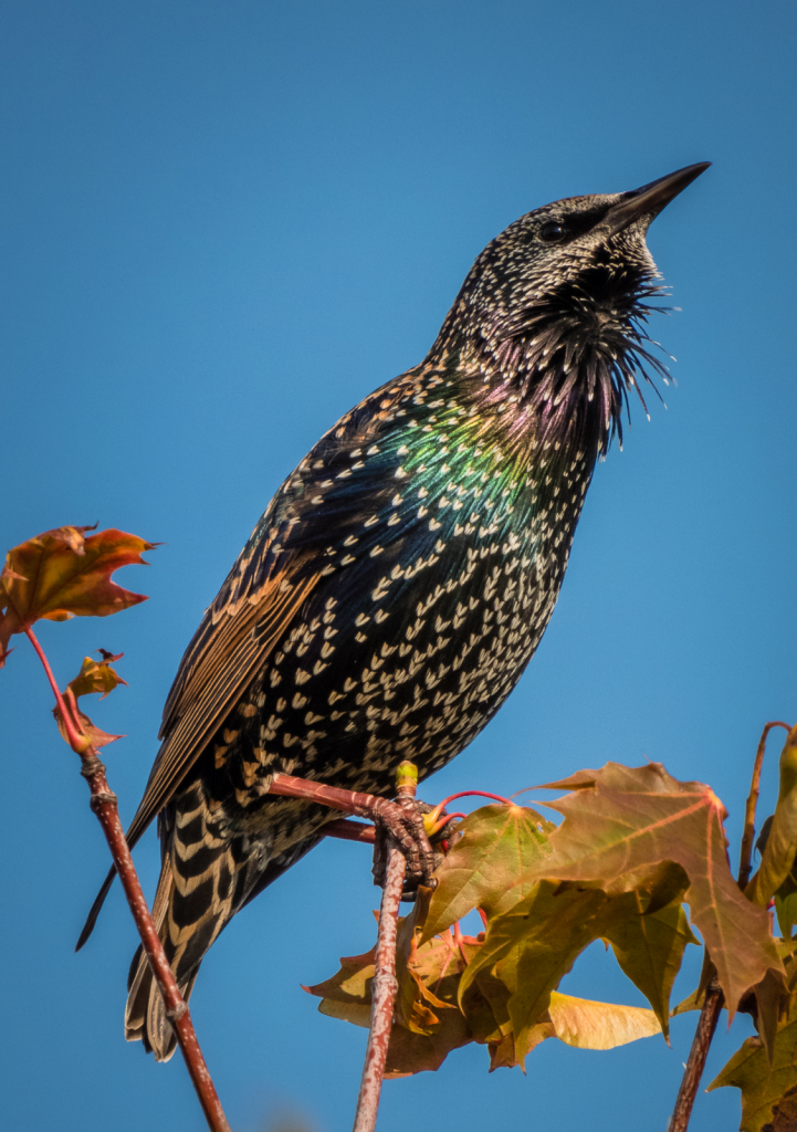 Starling