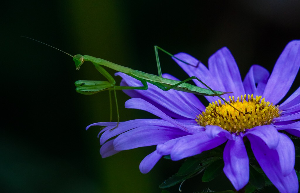 Green on purple