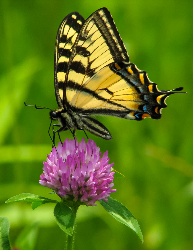 Swallowtail