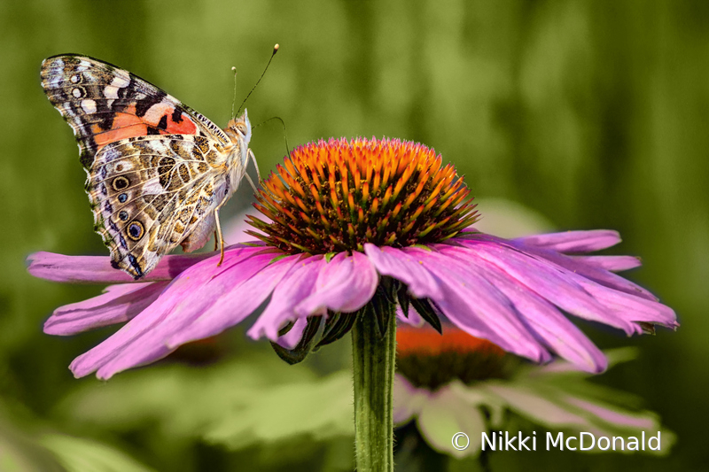 Painted Lady on Coneflower