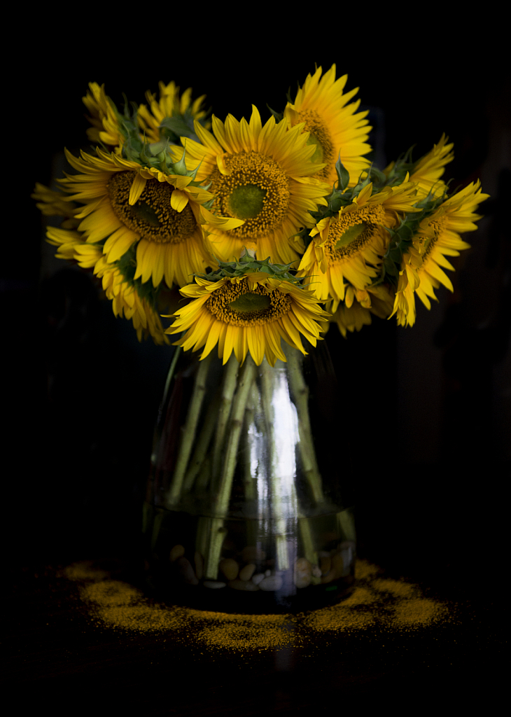 Sunflowers with Fallen Pollen
