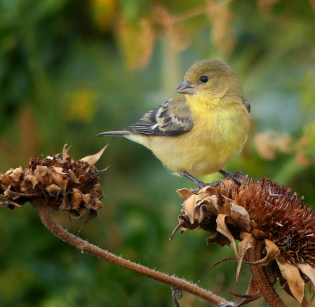 American Goldfinch