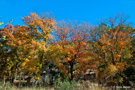 Autumn Colors