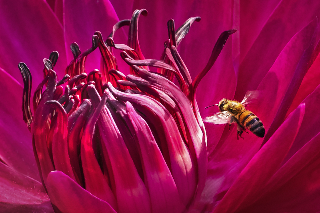 Approaching the Water Lily  