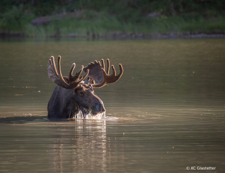 Moose in GNP