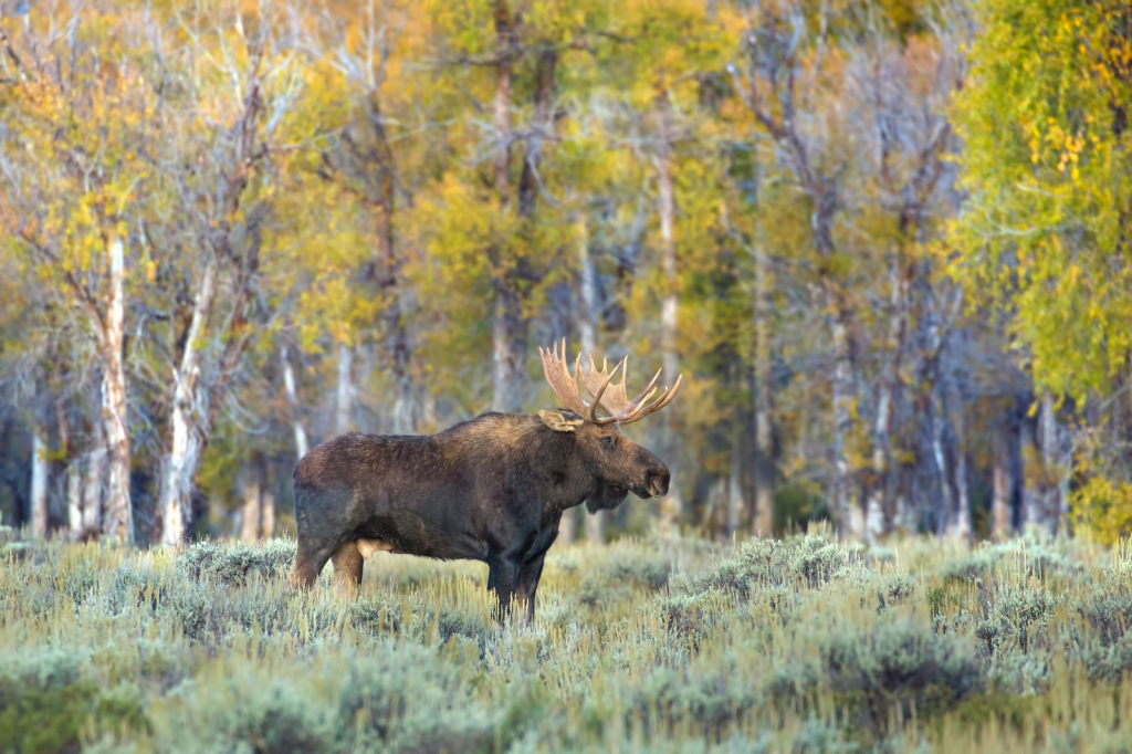 Teton Moose 0009