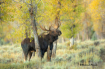 Teton Moose 0128