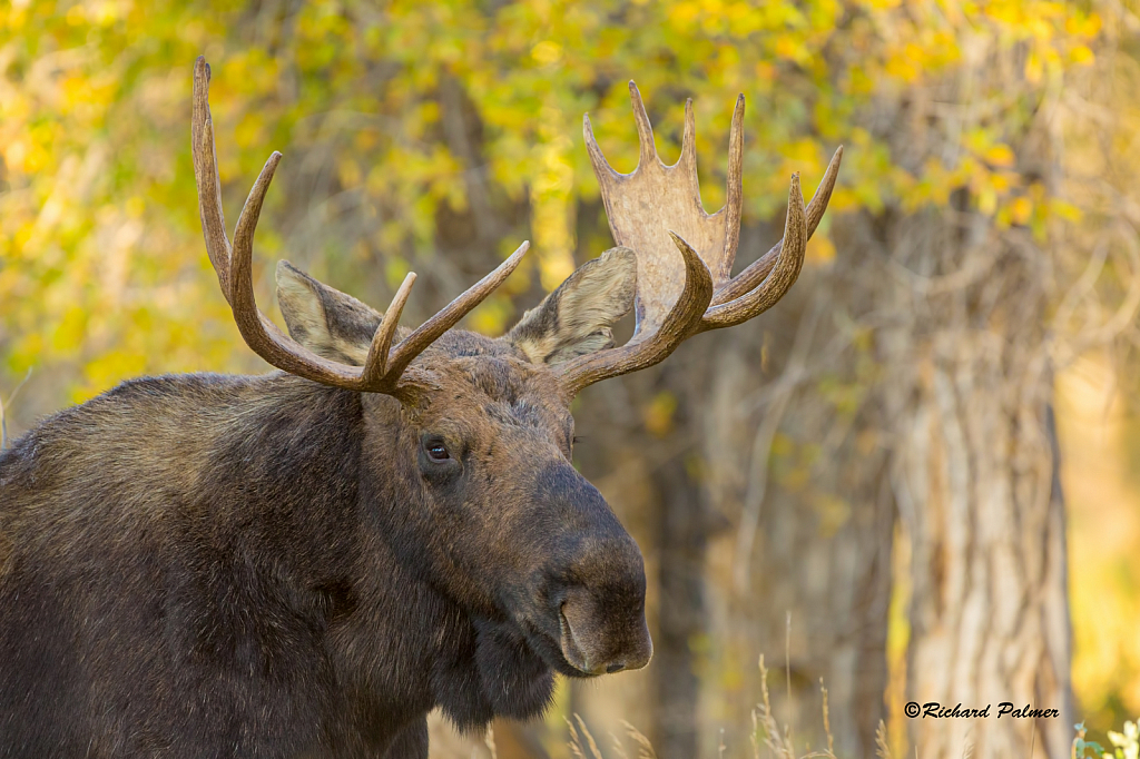 Teton Moose 0809