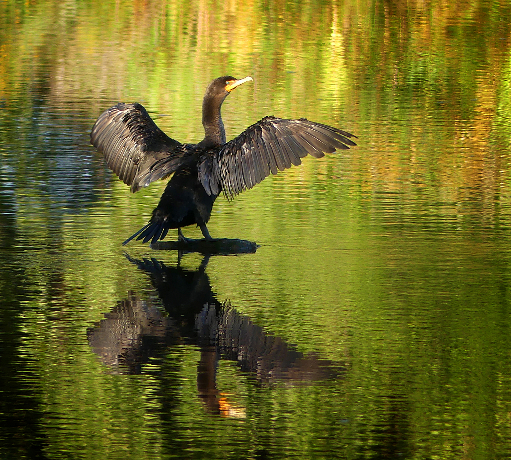 Cormorant Drying His Wings