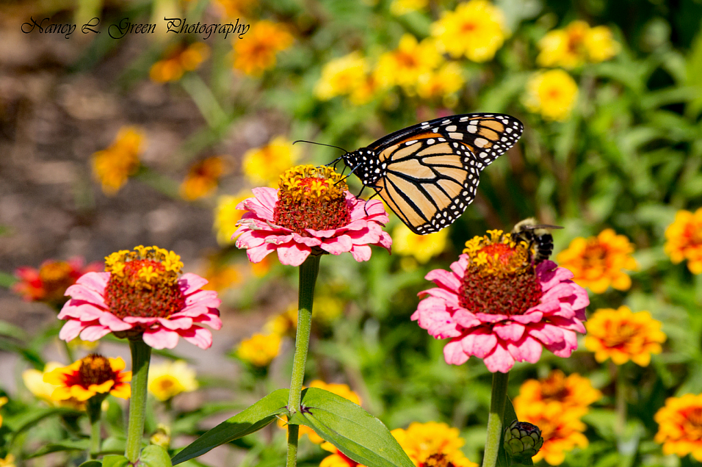 The Pollinators