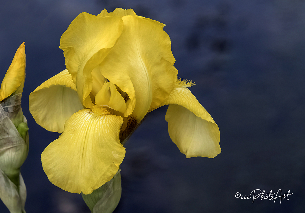 Golden Iris - ID: 15750097 © Candice C. Calhoun