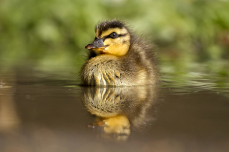 Duckling in puddle