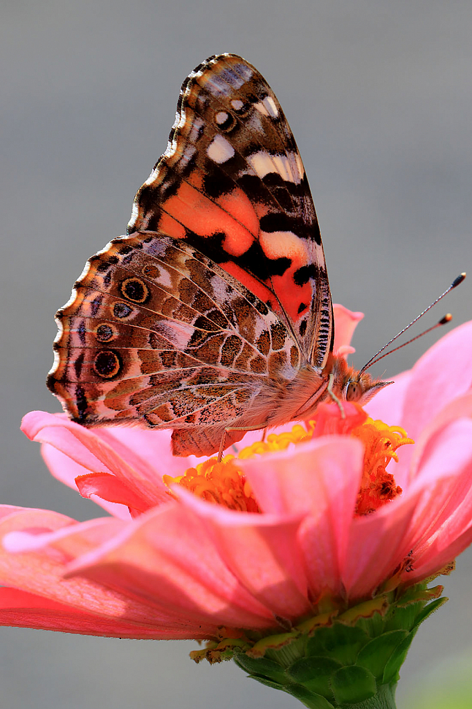 Painted Lady