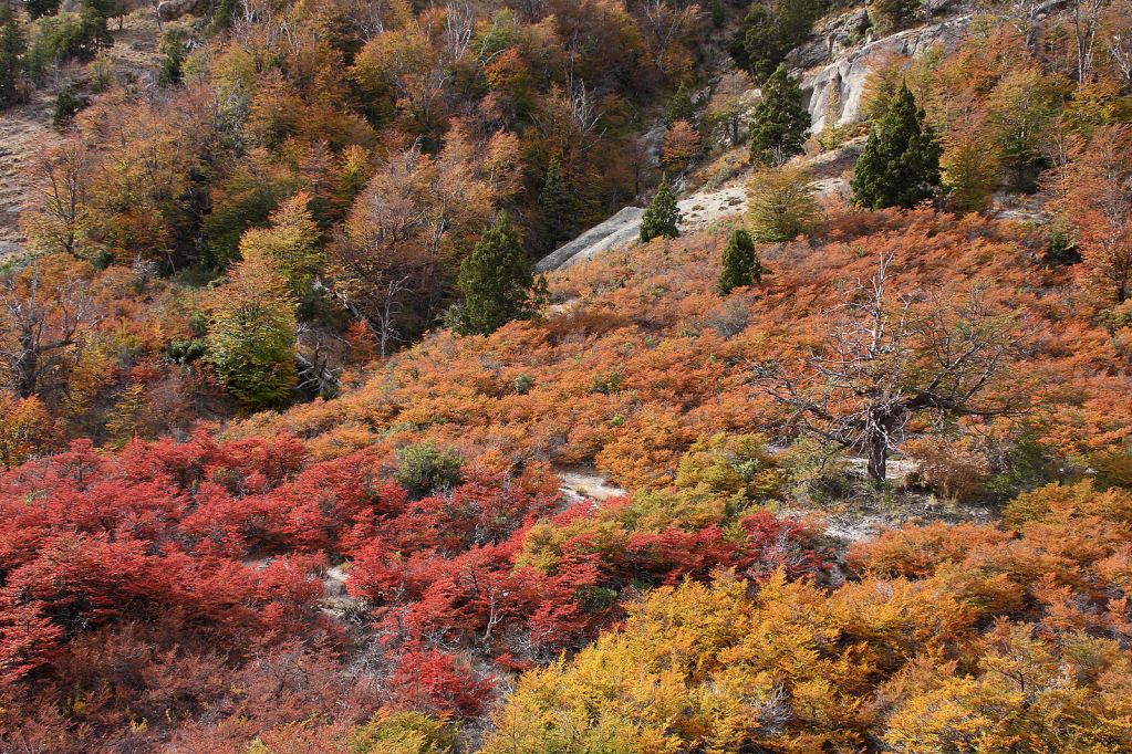 Fall tapestry