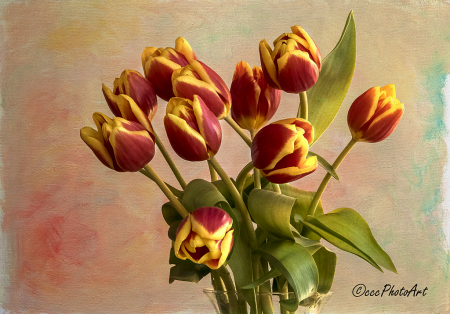 Ruby Flame Tulips