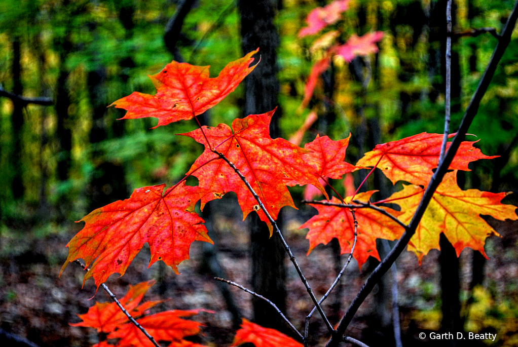 Maples Up Close