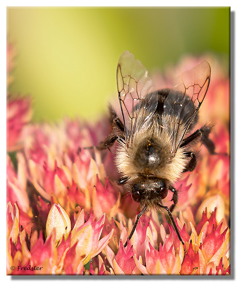 Bumble Bee  Working