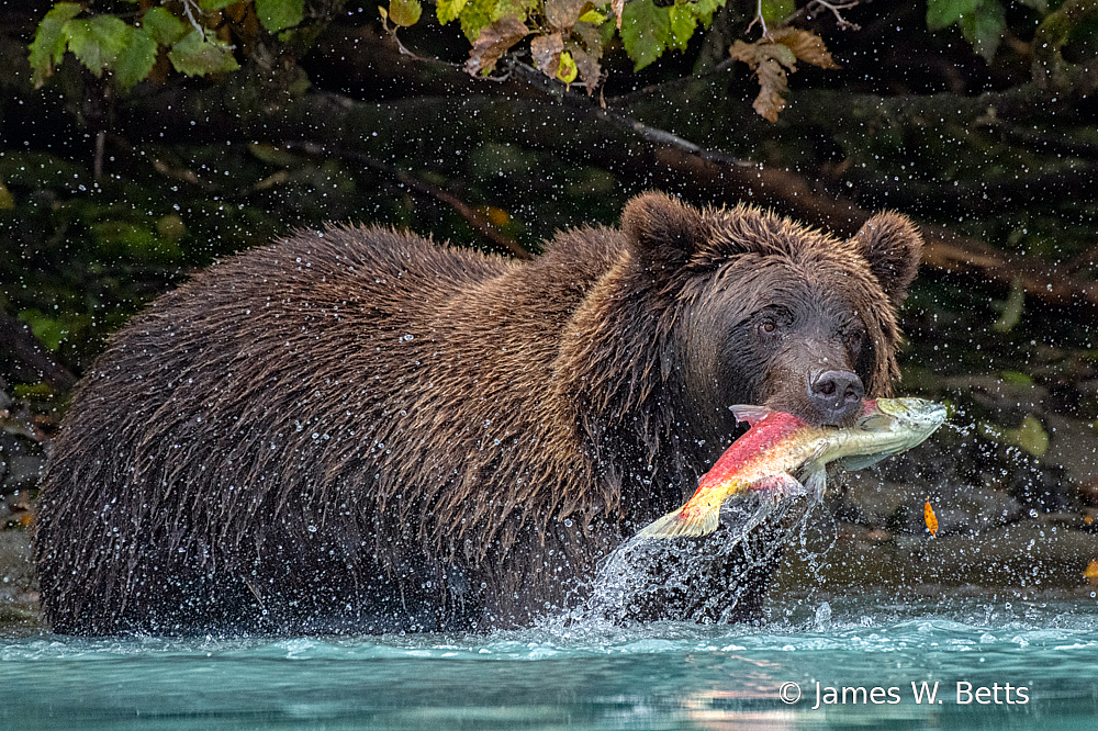 Brown Bear Alaska