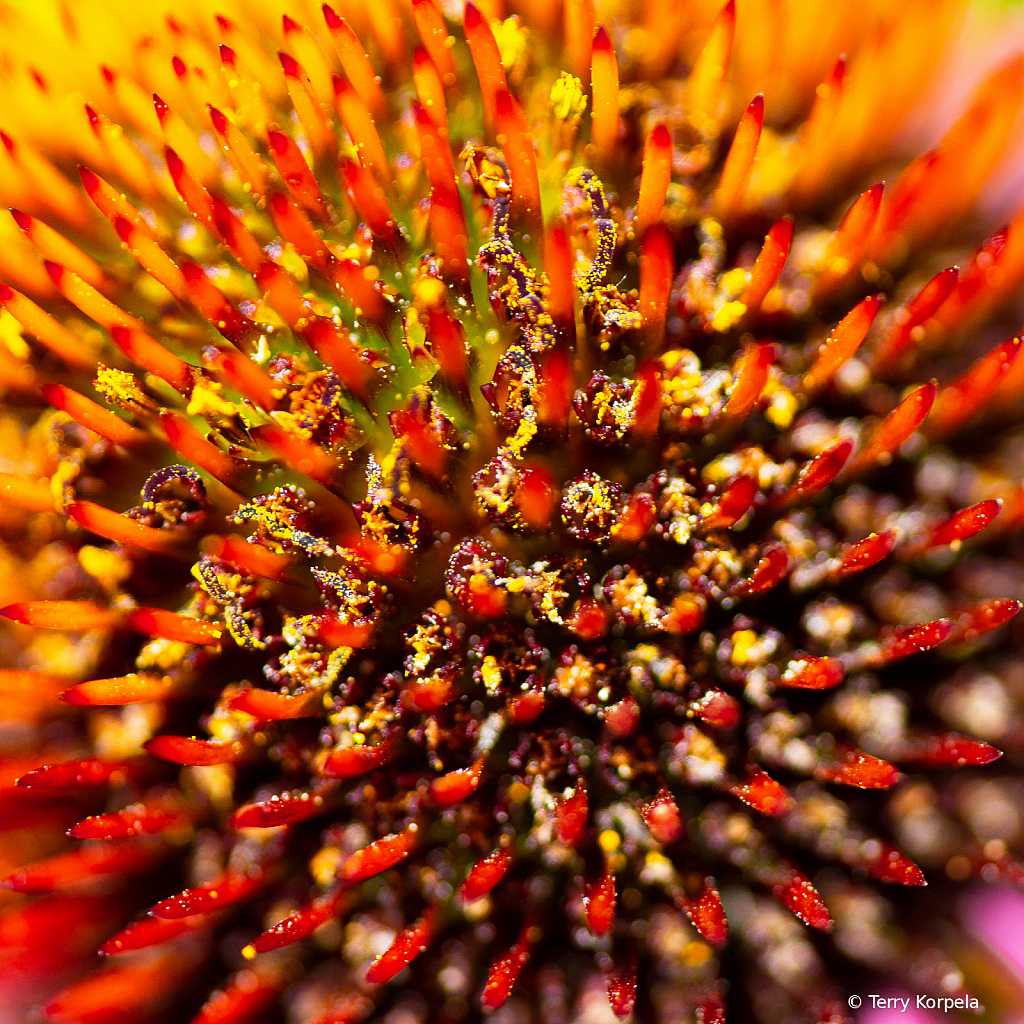 Cone Flower - ID: 15750162 © Terry Korpela