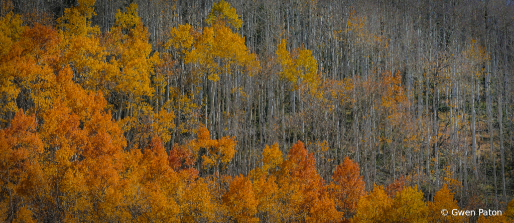 Colorado Aspen