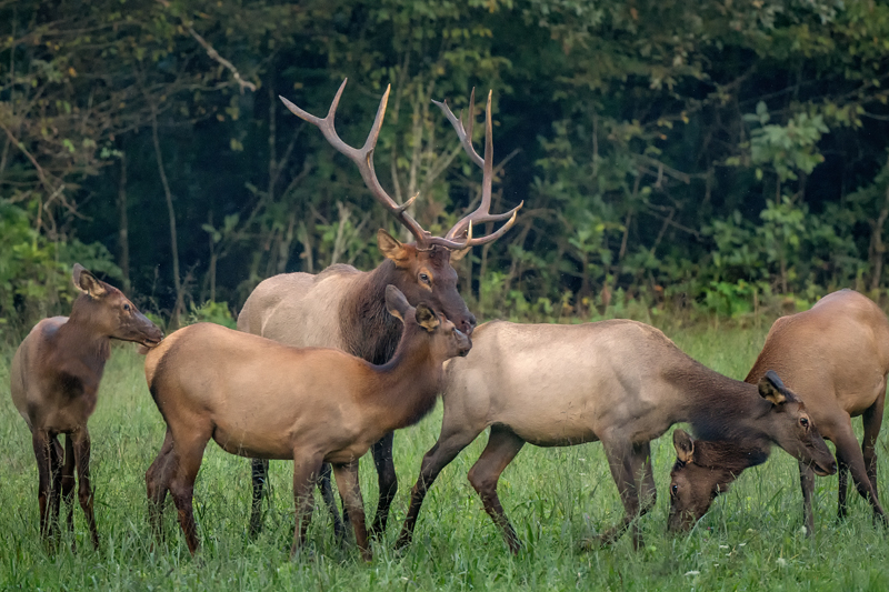 Elk GSMNP 3 - ID: 15750166 © Donald R. Curry
