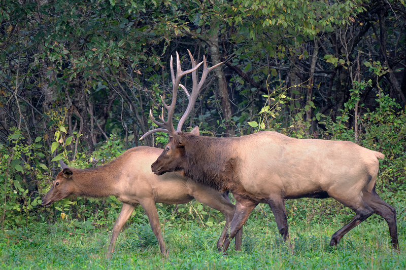 Elk GSMNP3 - ID: 15750167 © Donald R. Curry