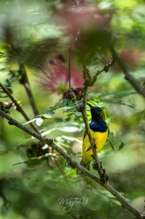 Sunbird on a perch