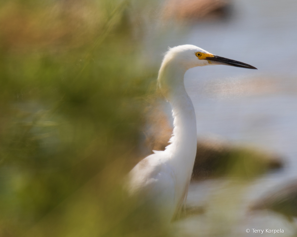 Snowy Egret Camouflaged