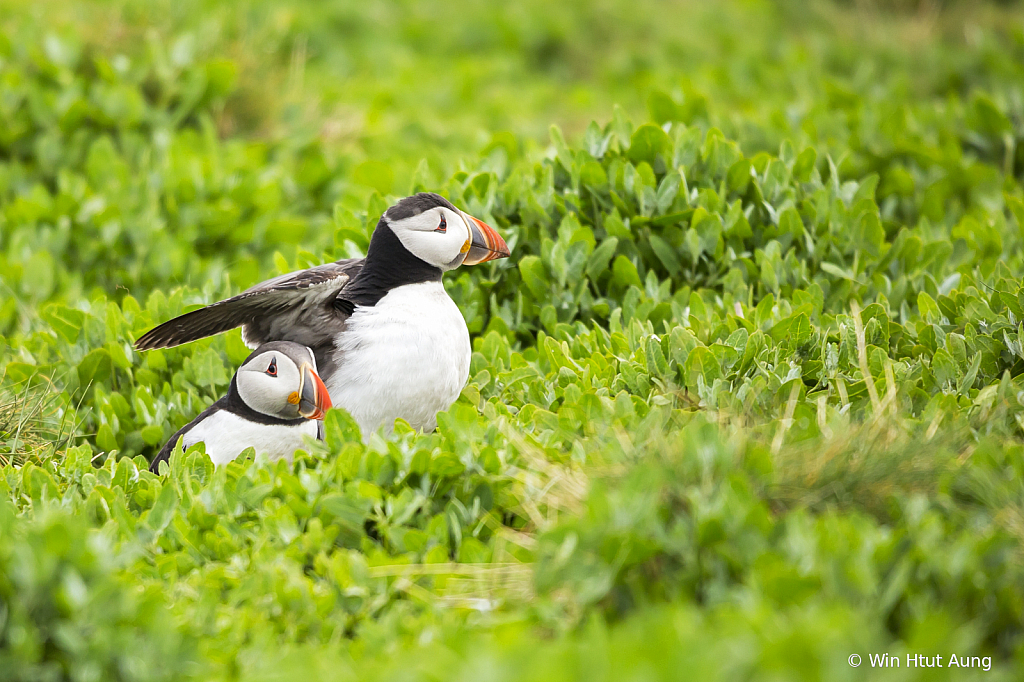 Puffins