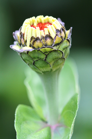 Zinnia Bud #2