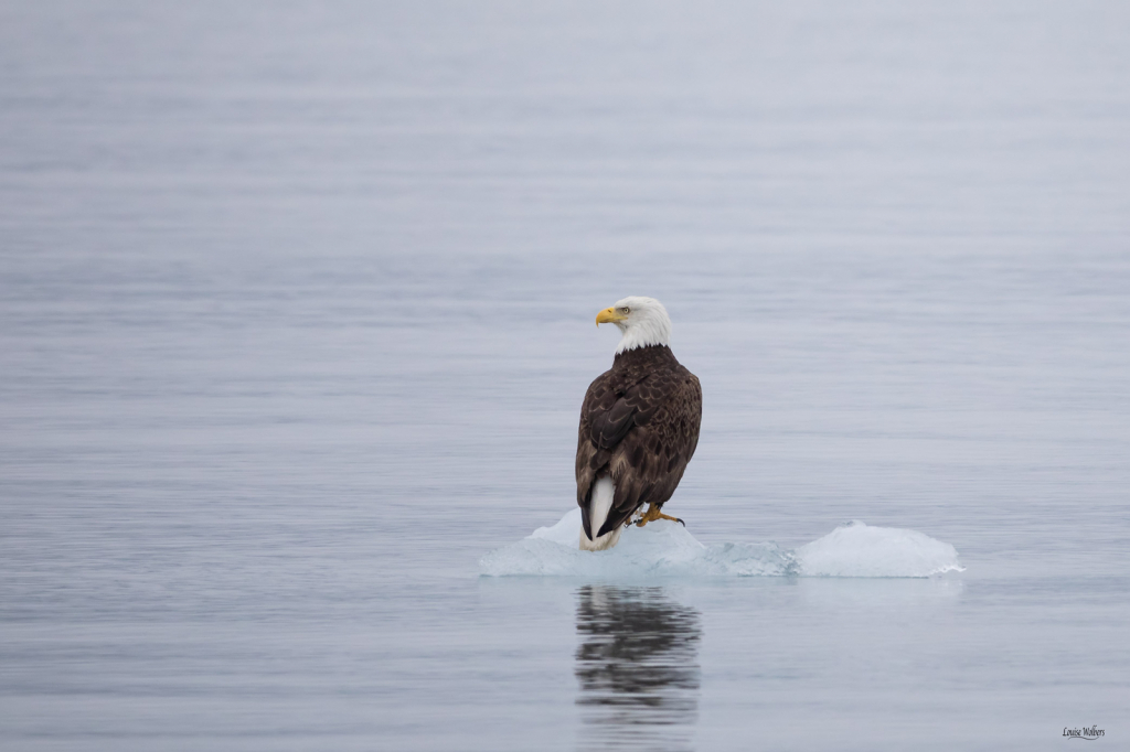 Eagle On Ice - ID: 15748172 © Louise Wolbers