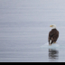 2Eagle On Ice - ID: 15748172 © Louise Wolbers