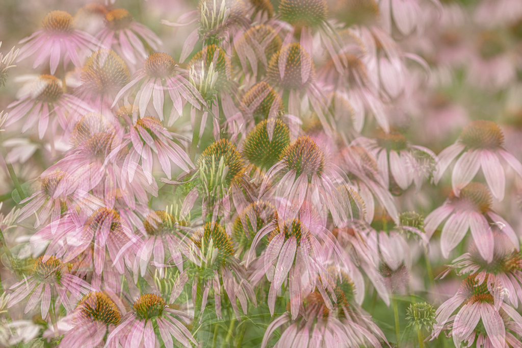 A Busy Cone Garden