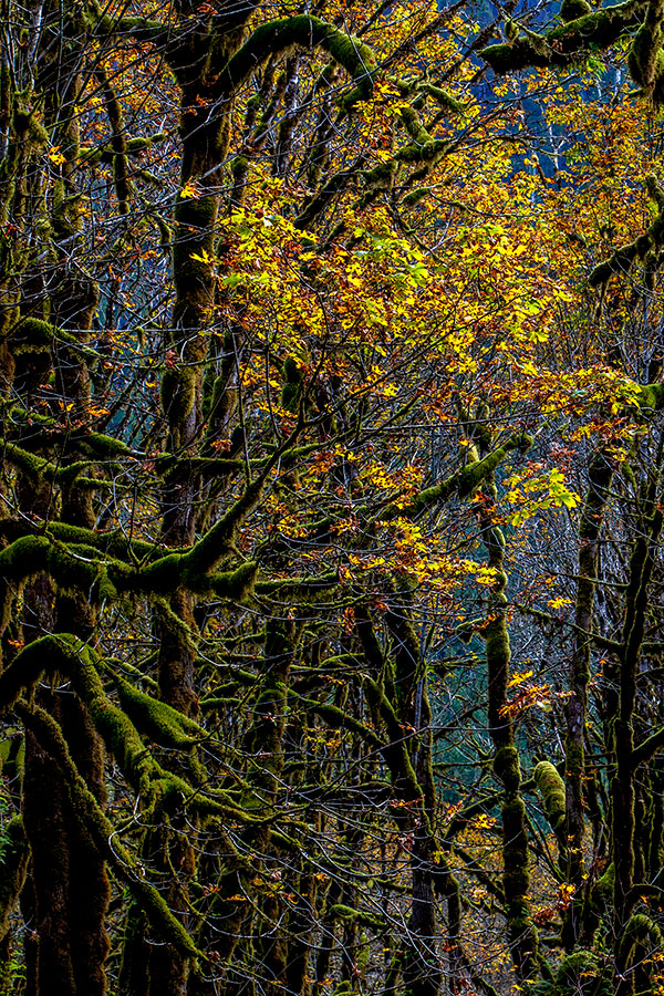 The Trees - ID: 15750624 © william (. Dodge