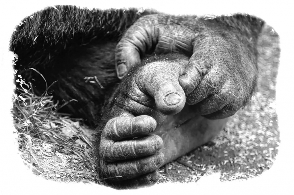 Hands
