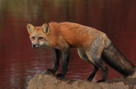 Red Fox