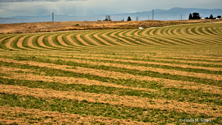 Geometric Alfalfa Field