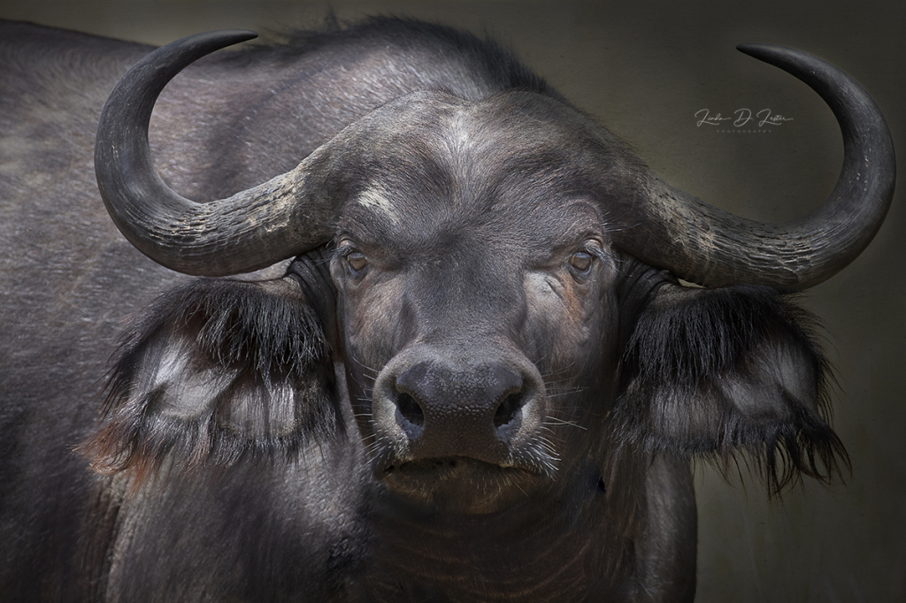 Cape Buffalo