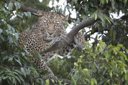 Leopard in a Tree 