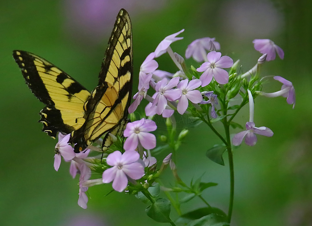 Little Flutterby