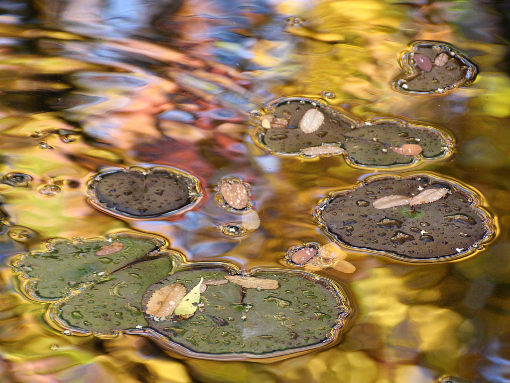 Fall colors in the pond