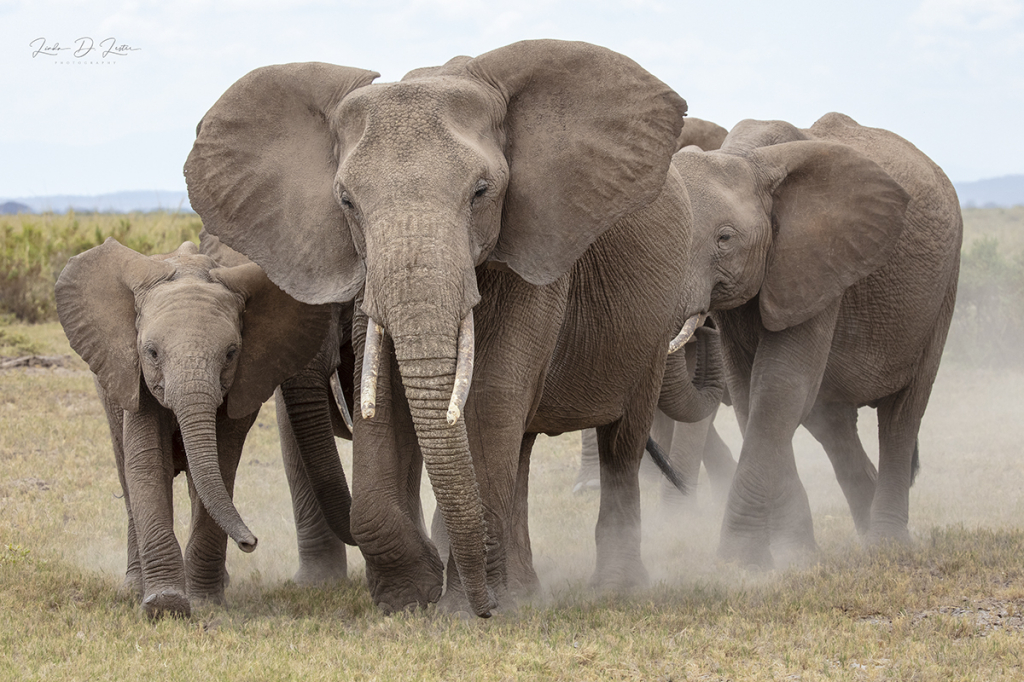 Elephants Leaving Dust