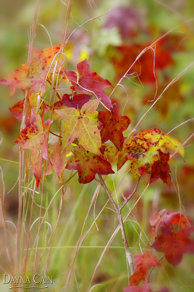 Autumn Leaves