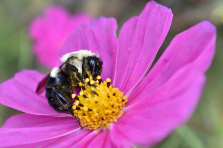 Bee Pollinating